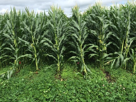 /ARSUserFiles/247/Updates/Corn growing in kura.JPG